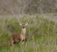Guadalupe Delta - 4,447.62 acres land for Deer hunting in south Texas images 6