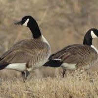 Guadalupe Delta - 4,447.62 acres land for Deer hunting in south Texas images 1