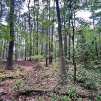 30.06 acres of Residential and Recreational Timber Land For Sale in Harnett County NC images 5
