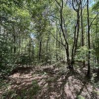 30 acres of Farm Land for Sale in Isle of Wight County VA images 4