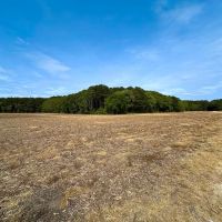 93 acres of Farm and Timber Land for Sale in Accomack County VA images 3