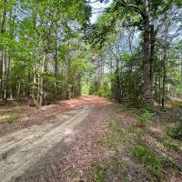 93 acres of Farm and Timber Land for Sale in Accomack County VA images 4