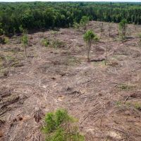 Monroe County - 60 Acres - Athens Quincy Road images 4