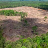 Monroe County - 60 Acres - Athens Quincy Road images 5
