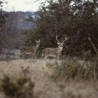 Kerr WMA - 6,493 acres for hunting Turkey & Quail in Kerr, TX