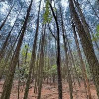 1.73 acre Building Lot For Sale in Accomack County VA images 4