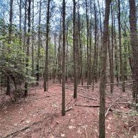 1.73 acre Building Lot For Sale in Accomack County VA images 5