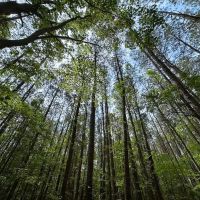 1.75 acre Building Lot For Sale in Accomack County VA images 5