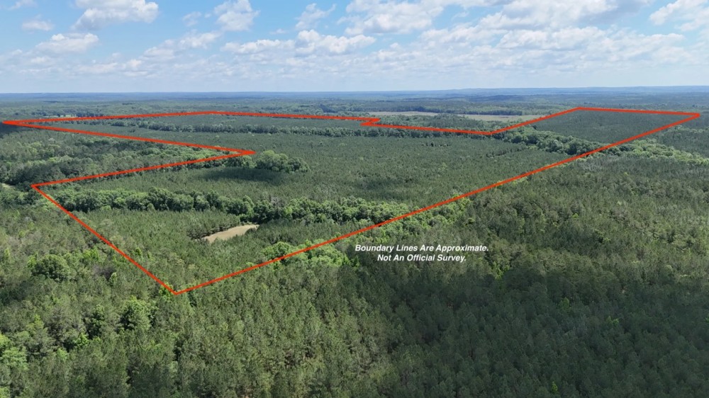 Phenomenal 490 - Acre Timberland Recreational Tract In Russell County AL featured image