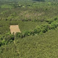 Phenomenal 490 - Acre Timberland Recreational Tract In Russell County AL images 3