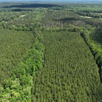 Phenomenal 490 - Acre Timberland Recreational Tract In Russell County AL images 4