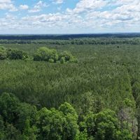 Phenomenal 490 - Acre Timberland Recreational Tract In Russell County AL images 5