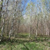 Michigan 400 Acre Tract 50142898 images 2