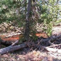 Michigan 400 Acre Tract 50142898 images 4