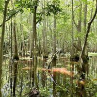 55 acres of Farm and Timber Land for Sale in Isle of Wight County VA images 4