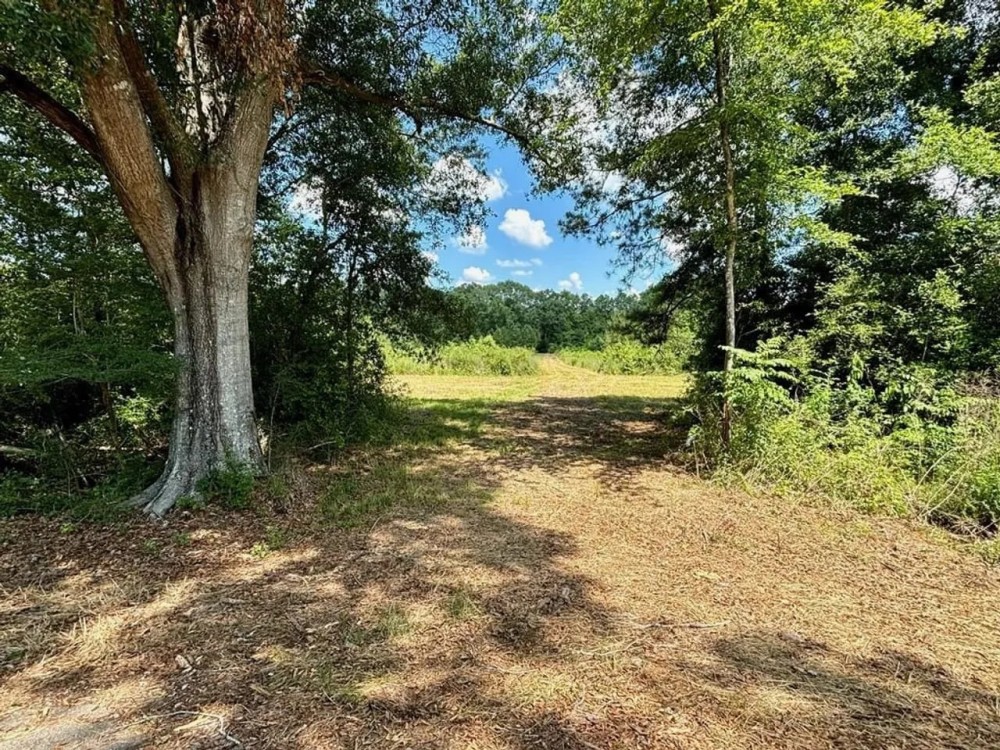 Hunting Property for Sale in Tangipahoa Parish featured image