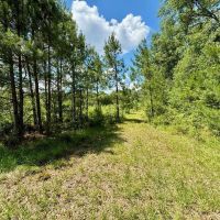 Hunting Property for Sale in Tangipahoa Parish images 4