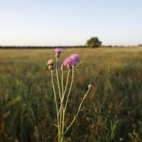Meadow View Ranch images 5