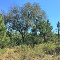 52 - Ac Tracts 6 Riverside Rd. images 2