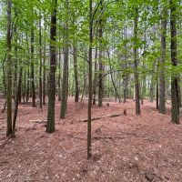 1.95 acre Building Lot For Sale in Accomack County VA images 4
