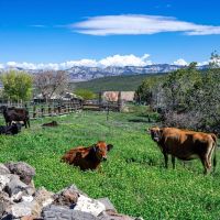 Molina Farm images 1