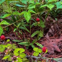 Eightmile Mountain 140 images 2