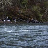 Cowlitz Trout Hatchery - 280-acre Deer hunting WMA in central north WA
