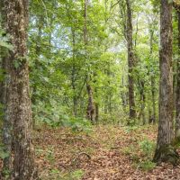 Kuskes Deer Camp images 3
