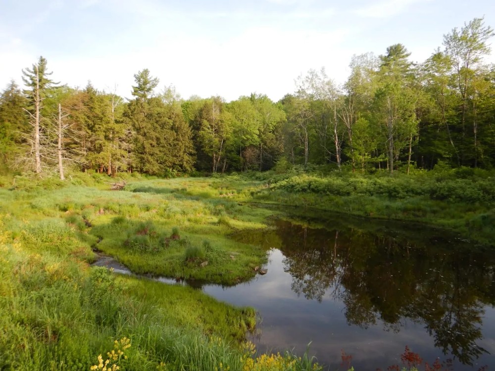 Whispering Pines featured image