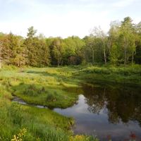Whispering Pines