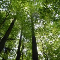 Whispering Pines images 2