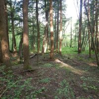 Whispering Pines images 3