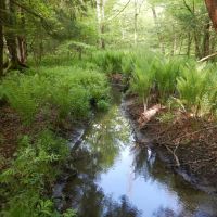 Whispering Pines images 4