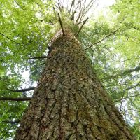 Whispering Pines images 5
