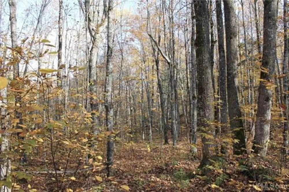 Michigan 80 Wooded Acres 50143428 featured image