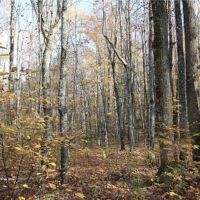 Michigan 80 Wooded Acres 50143428