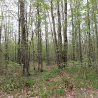 Michigan 80 Wooded Acres 50143428 images 4
