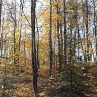 Michigan 80 Wooded Acres 50143428 images 5