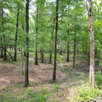 Catahoula Parish Affordable Hunting Land images 3