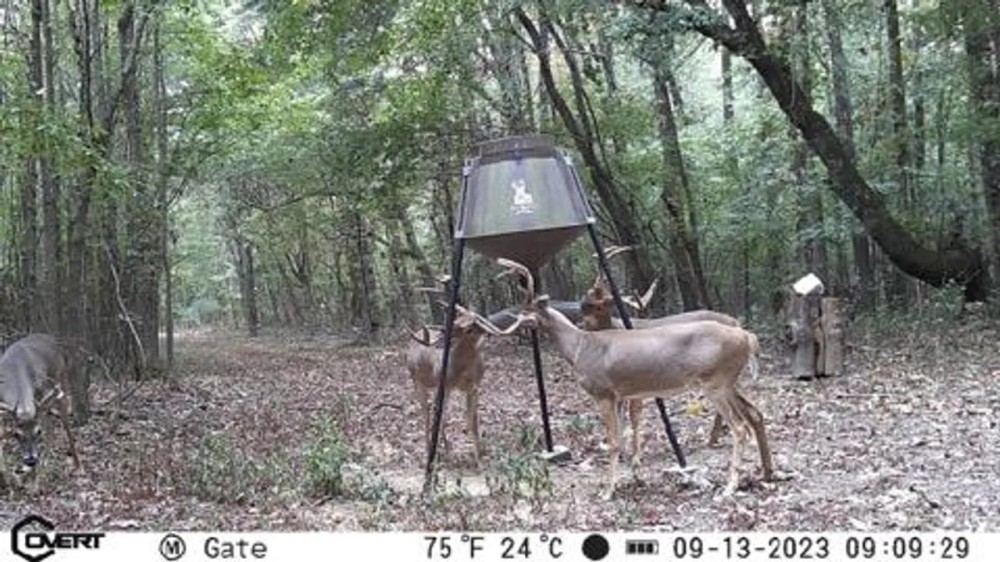 Great Deer and Turkey Hunting Minutes East of Little Rock featured image