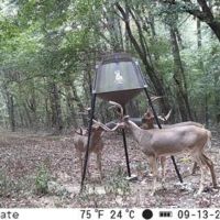 Great Deer and Turkey Hunting Minutes East of Little Rock