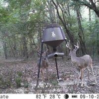Great Deer and Turkey Hunting Minutes East of Little Rock images 2