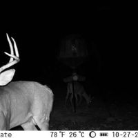 Great Deer and Turkey Hunting Minutes East of Little Rock images 3