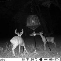 Great Deer and Turkey Hunting Minutes East of Little Rock images 5