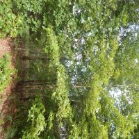 Recreational Land Paris TX Lamar County TX images 4