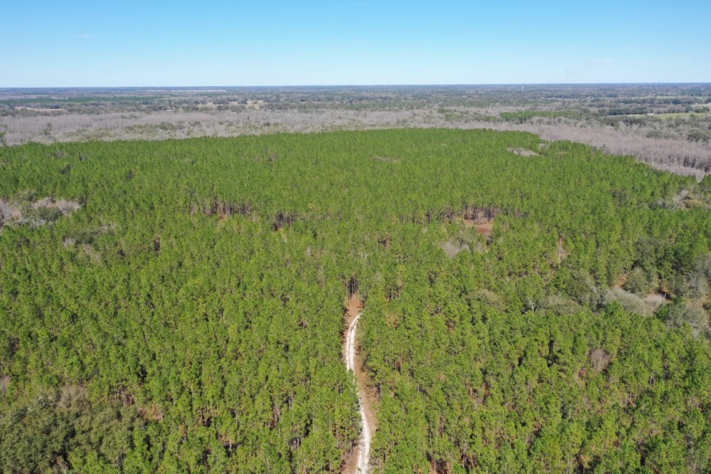Madison Forest featured image