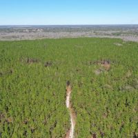 Madison Forest