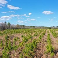 Madison Forest images 4