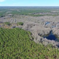Madison Forest images 5