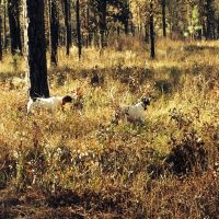 Serenity Plantation images 5